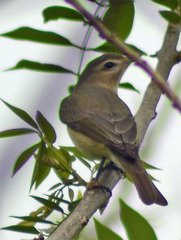 Vireo leucophrys