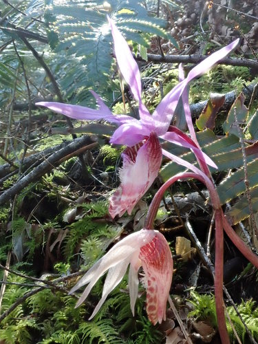 iNaturalist observation photo of Western Fairy-slipper