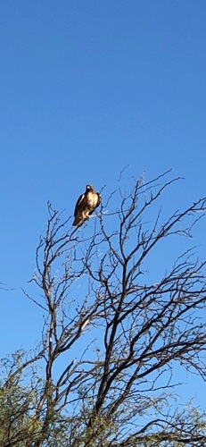 Red-tailed Hawk