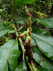 Alpinia uraiensis