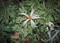 Calliandra eriophylla