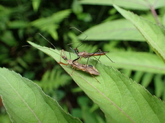 Epidaus