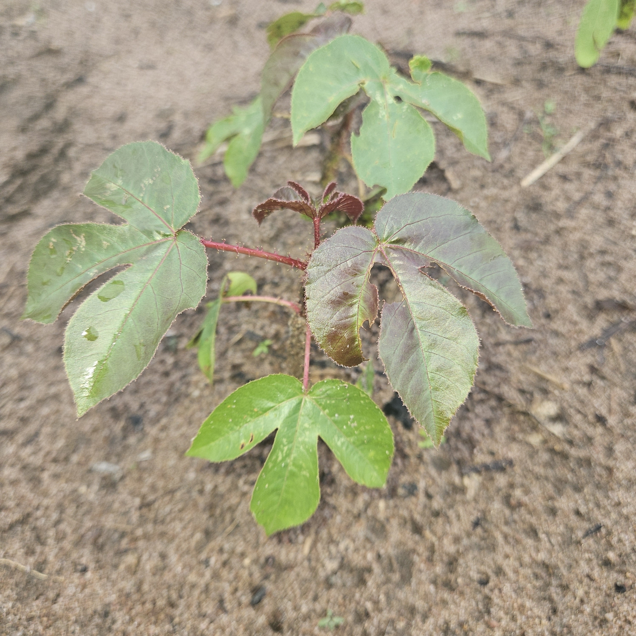 Jatropha gossypiifolia