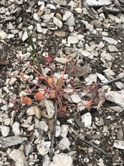 Claytonia rubra
