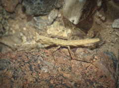 Litaneutria pacifica