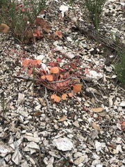 Claytonia rubra