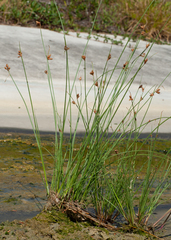Fimbristylis ferruginea