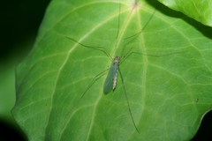 Limnophilella