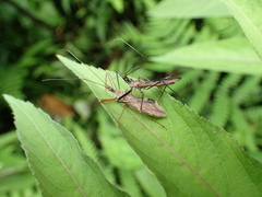 Epidaus
