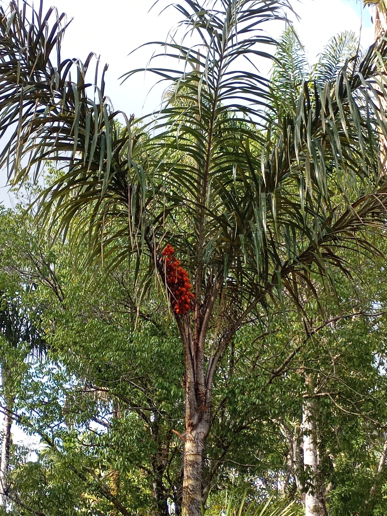 Imagem de Tucumã