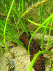 Pseudobiceros pardalis