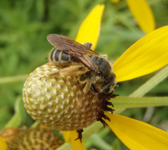 Andrena rudbeckiae