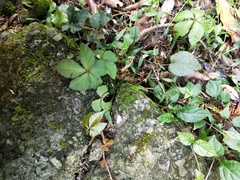 Tetrastigma obtectum glabrum