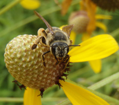 Andrena rudbeckiae