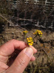 Deinandra fasciculata