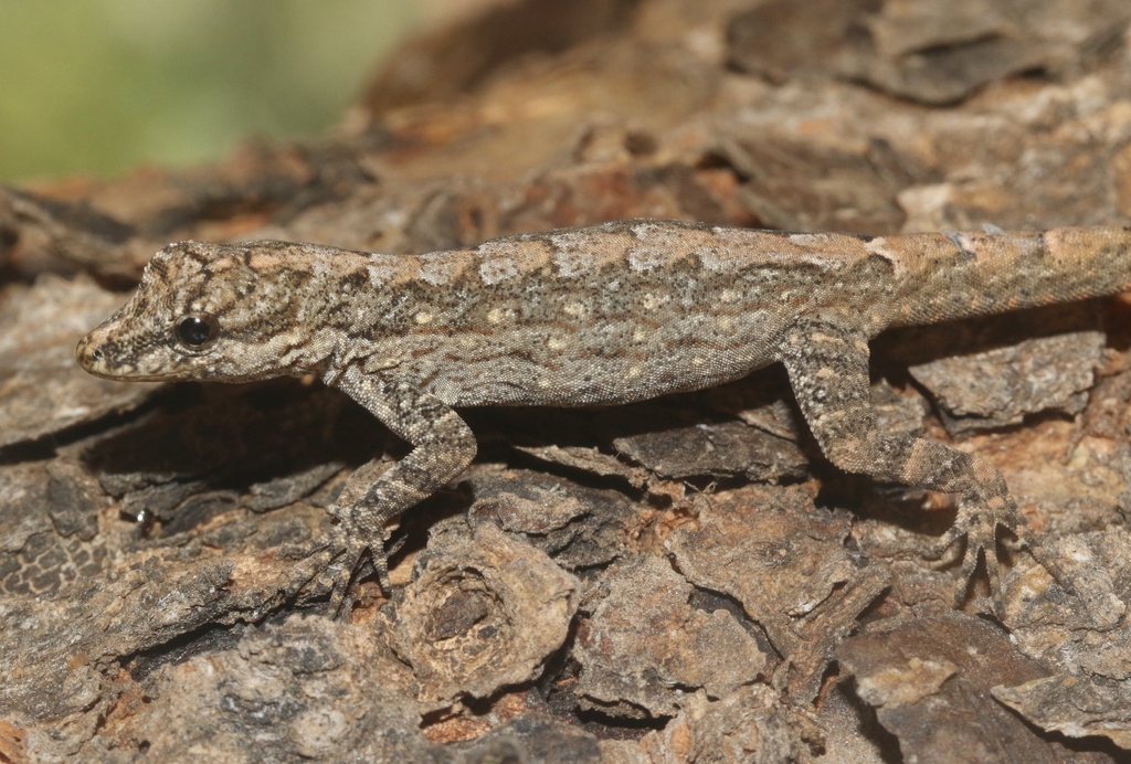 Guichard's Rock Gecko