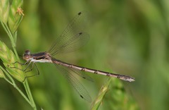 Lestes australis