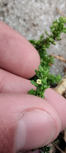 Dysphania multifida, photograph 3