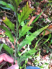 Asplenium flaccidum flaccidum