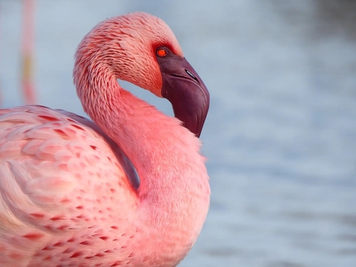 Flamant nain