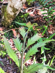 Asplenium flaccidum flaccidum