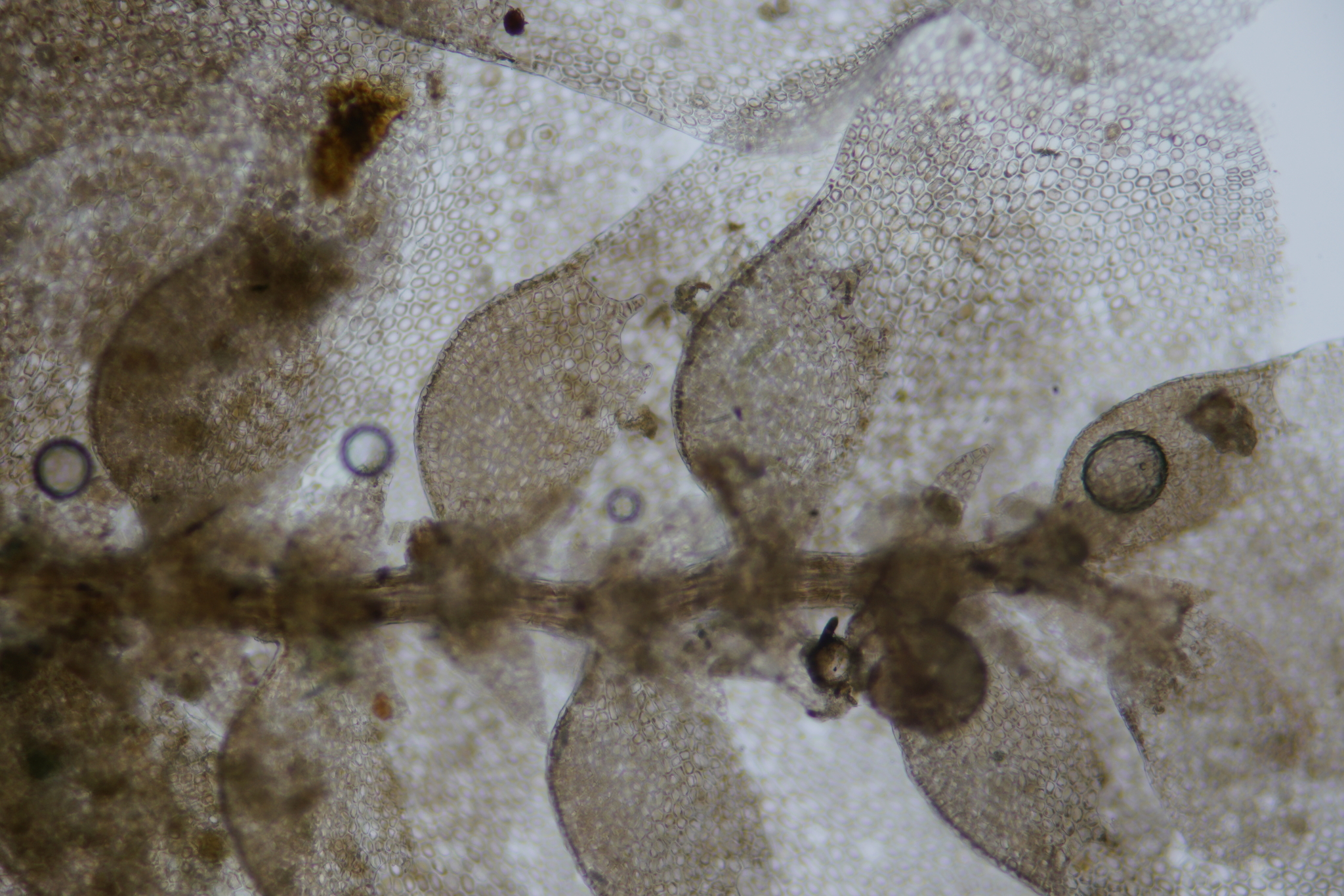 Diplasiolejeunea pellucida