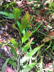 Asplenium flaccidum flaccidum
