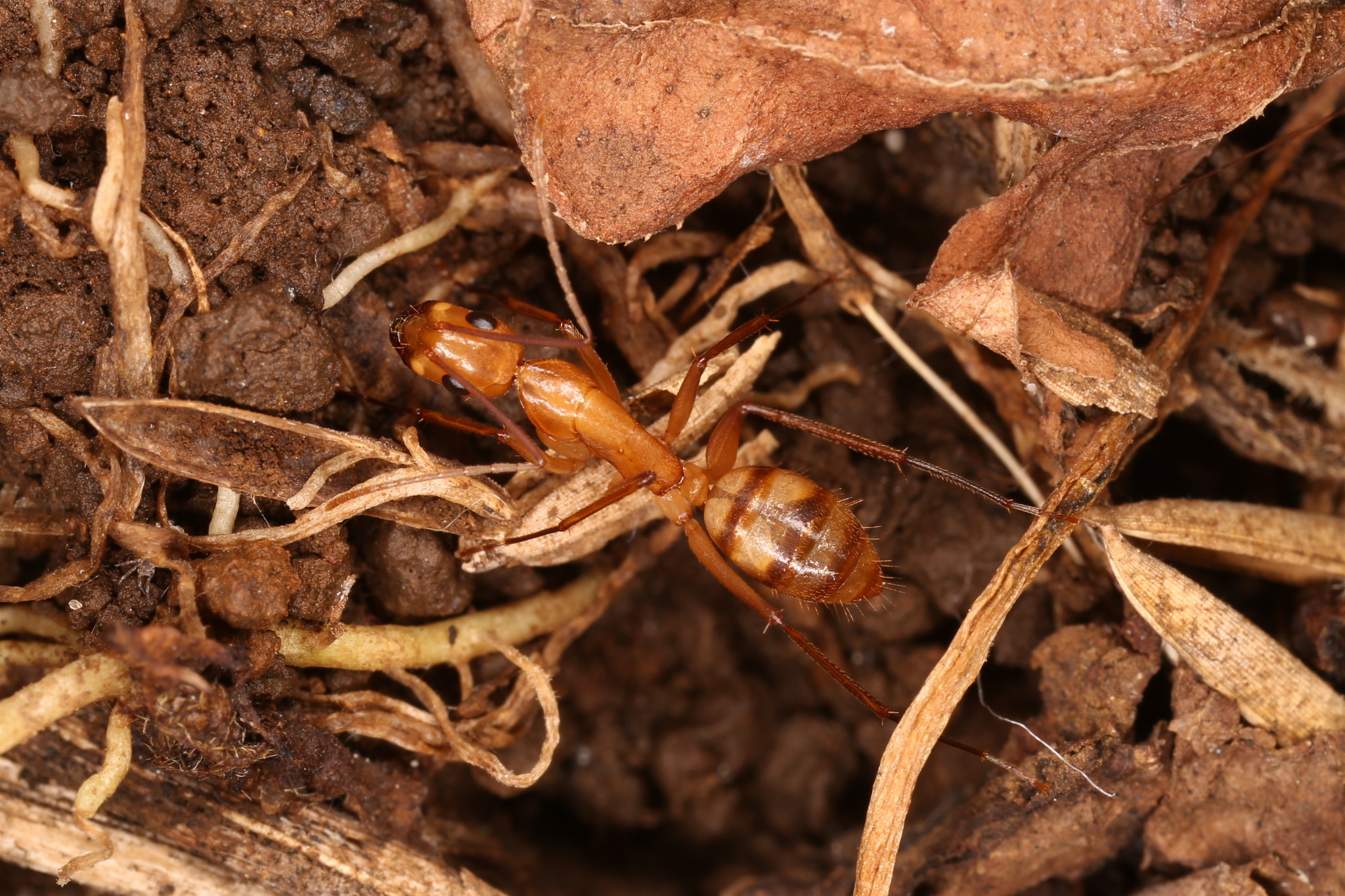 Camponotus obreptivus