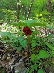 Trillium vaseyi