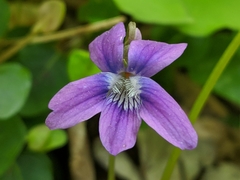Viola subsinuata