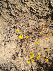 Deinandra fasciculata