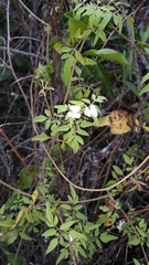 Cardiospermum corindum