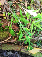 Asplenium flaccidum flaccidum