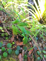 Asplenium flaccidum flaccidum