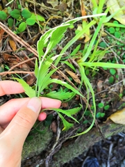 Asplenium flaccidum flaccidum