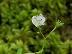 Phacelia fimbriata