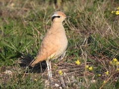 Cream-Colored Courser photo 3