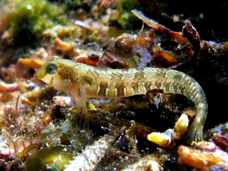Microlipophrys