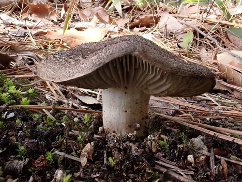 Tricholoma terreum