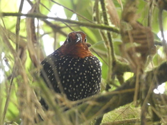 Acropternis orthonyx