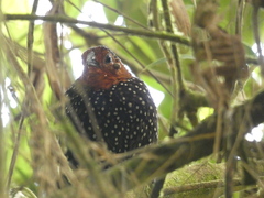 Acropternis orthonyx