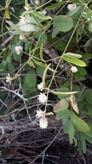 Alternanthera echinocephala