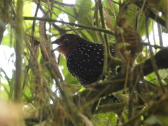 Acropternis orthonyx