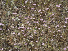 Leptosiphon ambiguus