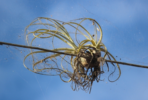 Tillandsia balbisiana