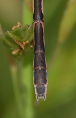 Lestes australis