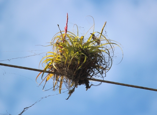 Image of Tillandsia polystachia by (c) Ricard Busquets Reverte, some rights reserved (CC BY)