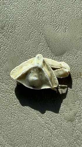 taxonomy_inaturalist image for Heterocrypta granulata