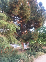 Pinus patula