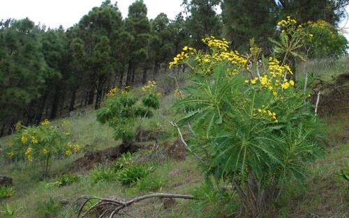 Sonchus canariensis (Sonchus canariensis)